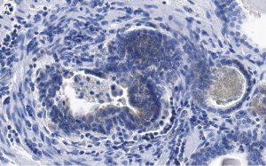 Anti-phospho-eIF-2-Ser51 Antibody, clone 4N22 ZooMAb Rabbit Monoclonal 