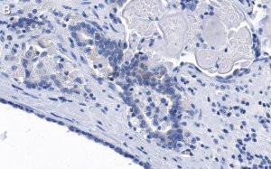 Anti-phospho-eIF-2-Ser51 Antibody, clone 4N22 ZooMAb Rabbit Monoclonal 