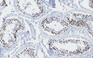 Anti-phospho-Histone H2A.X (Ser139) Antibody, clone 6L16, ZooMAb Rabbit Monoclonal 