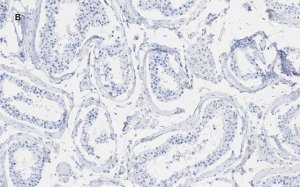 Anti-phospho-Histone H2A.X (Ser139) Antibody, clone 6L16, ZooMAb Rabbit Monoclonal 