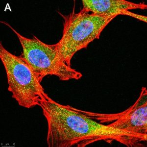 Anti-phospho-IRE-1 (Ser724) Antibody, clone 1M2 ZooMAb Rabbit Monoclonal 