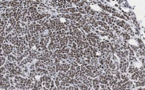 Anti-phospho-IRS1 (Tyr612) Antibody, clone 1N14, ZooMAb Rabbit Monoclonal 