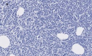 Anti-phospho-IRS1 (Tyr612) Antibody, clone 1N14, ZooMAb Rabbit Monoclonal 