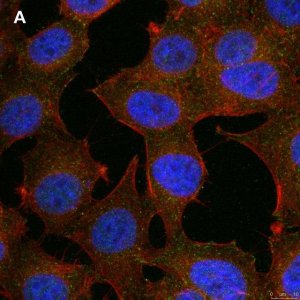 Anti-phospho-Stat1-Tyr701 Antibody, clone 1F23 ZooMAb Rabbit Monoclonal 