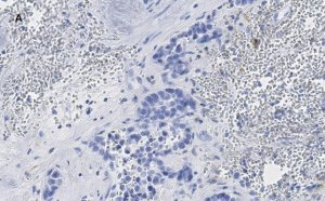 Anti-phospho-Stat3 (Tyr705) Antibody, clone 6C3, ZooMAb Rabbit Monoclonal 