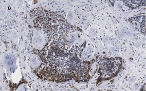 Anti-phospho-Stat3 (Tyr705) Antibody, clone 6C3, ZooMAb Rabbit Monoclonal 