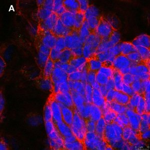 Anti-phospho-TrkB (Tyr816) Antibody, clone 2C21 ZooMAb Rabbit Monoclonal 