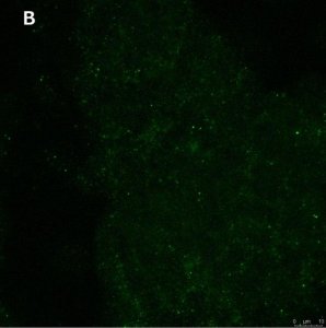 Anti-phospho-TrkB (Tyr816) Antibody, clone 2C21 ZooMAb Rabbit Monoclonal 