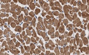 Anti-Phospholamban Antibody, clone 4J16 , ZooMAb Rabbit Monoclonal 