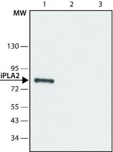 Anti-Phospholipase A2 (iPLA2) (C-terminal region) antibody produced in rabbit 