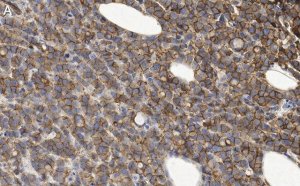 Anti-phosphotyrosine Antibody, clone 4G10 ZooMAb Mouse Monoclonal 