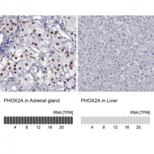 Anti-PHOX2A 
