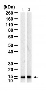 Anti-PHPT1 Antibody, clone 1D19 ZooMAb Rabbit Monoclonal 
