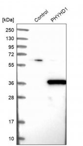 Anti-PHYHD1 antibody produced in rabbit 