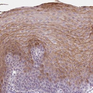Anti-PI3 antibody produced in rabbit 