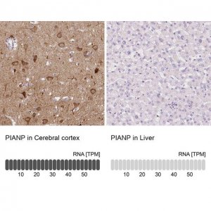 Anti-PIANP antibody produced in rabbit 