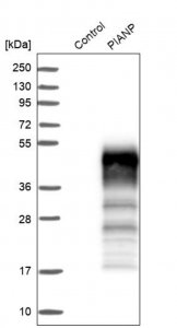 Anti-PIANP antibody produced in rabbit 