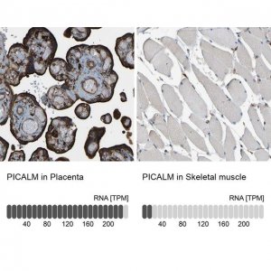 Anti-PICALM antibody produced in rabbit 