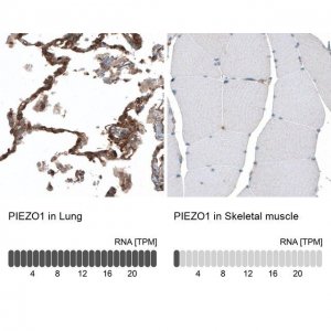 Anti-PIEZO1 antibody produced in rabbit 