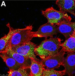 Anti-PIEZO2 Antibody, clone 1H10 ZooMAb Rabbit Monoclonal 