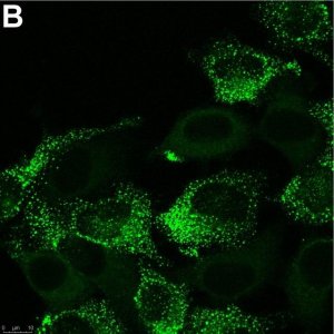 Anti-PIEZO2 Antibody, clone 1H10 ZooMAb Rabbit Monoclonal 