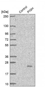 Anti-PIGH antibody produced in rabbit HPA031624-100UL