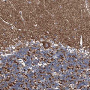 Anti-PIGH antibody produced in rabbit HPA031624-100UL