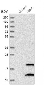 Anti-PIGP antibody produced in rabbit 