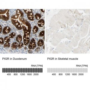 Anti-PIGR antibody produced in rabbit 