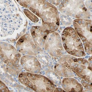 Anti-PIGR antibody produced in rabbit 