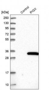 Anti-PIGX antibody produced in rabbit 