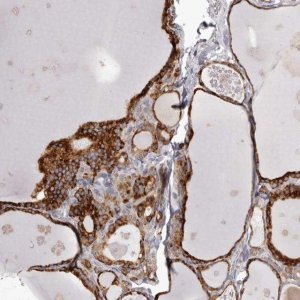 Anti-PIGX antibody produced in rabbit 
