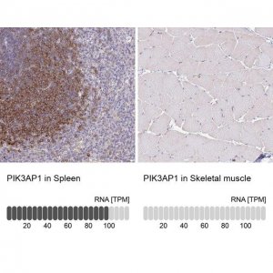 Anti-PIK3AP1 antibody produced in rabbit 