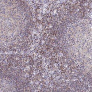 Anti-PIK3CD antibody produced in rabbit 