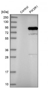 Anti-PIK3R1 antibody produced in rabbit 