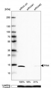 Anti-PIN4 antibody produced in rabbit HPA064504-100UL