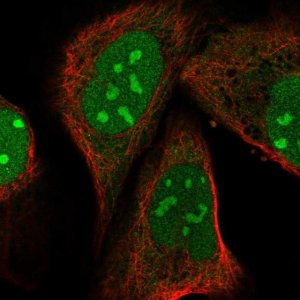 Anti-PIN4 antibody produced in rabbit HPA064504-100UL