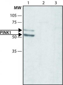 Anti-PINK1 (N-terminal region) antibody produced in rabbit 