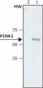 Anti-PINK1 (N-terminal) antibody produced in rabbit 