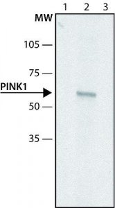 Anti-PINK1 (N-terminal) antibody produced in rabbit 
