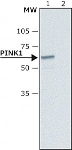 Anti-PINK1 antibody produced in rabbit 