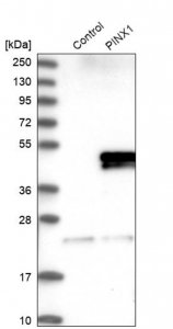 Anti-PINX1 antibody produced in rabbit HPA023139-100UL