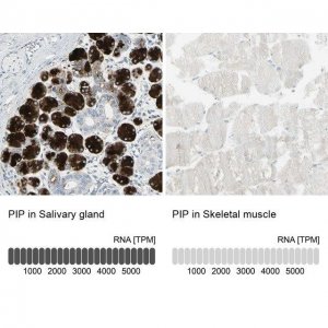 Anti-PIP antibody produced in rabbit 