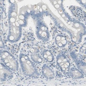 Anti-PIP antibody produced in rabbit 