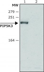 Anti-PIP5K3 (N-terminal) antibody produced in rabbit 