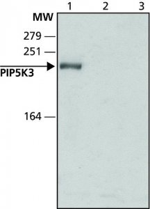 Anti-PIP5K3 (N-terminal) antibody produced in rabbit 