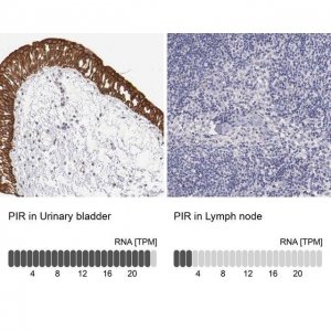 Anti-PIR antibody produced in rabbit 