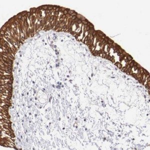 Anti-PIR antibody produced in rabbit 