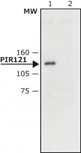 Anti-PIR121 antibody produced in rabbit 