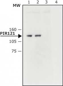 Anti-PIR121 antibody produced in rabbit 